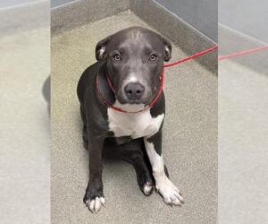 American Pit Bull Terrier-Unknown Mix Dogs for adoption in Las Vegas, NV, USA