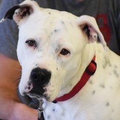 Small American Staffordshire Terrier