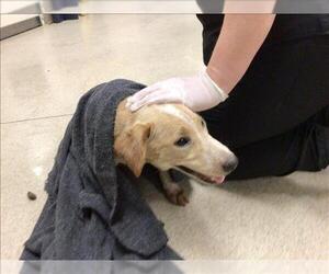 Mutt Dogs for adoption in Riverside, CA, USA