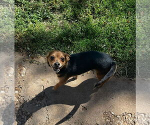 Chihuahua-Unknown Mix Dogs for adoption in Grafton, WI, USA