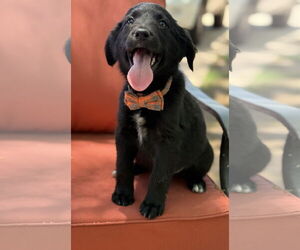 Sheprador Dogs for adoption in Phoenix, AZ, USA