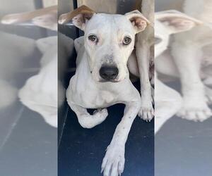 American Staffordshire Terrier-Unknown Mix Dogs for adoption in San Antonio, TX, USA