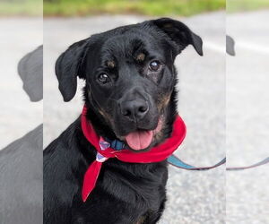 Rottweiler Dogs for adoption in Hillsboro, NH, USA