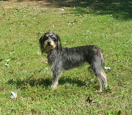 Medium Photo #1 Mutt Puppy For Sale in Social Circle, GA, USA