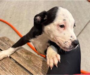 American Pit Bull Terrier-Unknown Mix Dogs for adoption in Tulsa, OK, USA