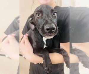 Labrador Retriever-Unknown Mix Dogs for adoption in Hilton Head, SC, USA