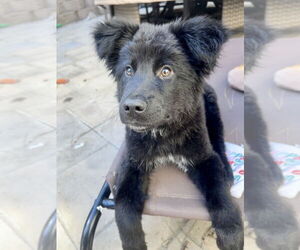 Labrador Retriever-Unknown Mix Dogs for adoption in San Diego, CA, USA