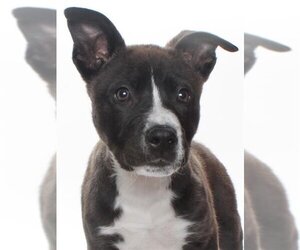 American Pit Bull Terrier-Border Collie Mix Dogs for adoption in Burbank, CA, USA