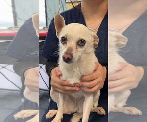 Chihuahua-Unknown Mix Dogs for adoption in Chico, CA, USA