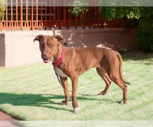 American Pit Bull Terrier-Unknown Mix Dogs for adoption in Las Vegas, NV, USA