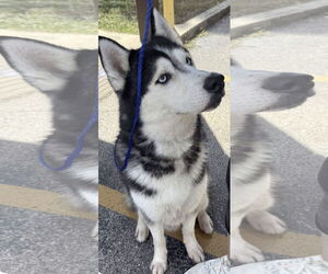 - Mix Dogs for adoption in Kankakee, IL, USA