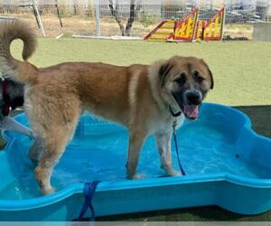 Anatolian Shepherd-Unknown Mix Dogs for adoption in Martinez, CA, USA