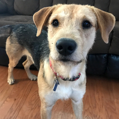 Small Airedale Terrier Mix