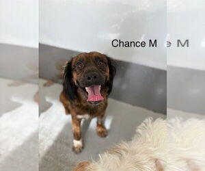 Cocker Spaniel Dogs for adoption in Studio City, CA, USA