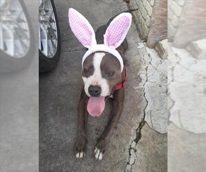 American Staffordshire Terrier-Unknown Mix Dogs for adoption in San Antonio, TX, USA