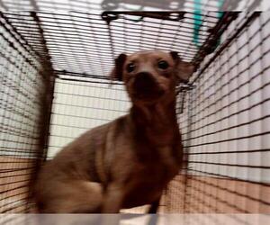 Miniature Pinscher Dogs for adoption in Martinez, CA, USA