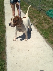 English Bull-Walker Dogs for adoption in Wauchula, FL, USA