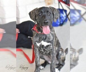 Labrador Retriever-Plott Hound Mix Dogs for adoption in Montgomery, TX, USA