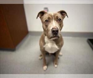 American Pit Bull Terrier Dogs for adoption in Rancho Cucamonga, CA, USA