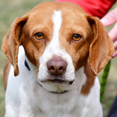 Medium Photo #1 Beagle-Unknown Mix Puppy For Sale in Huntley, IL, USA