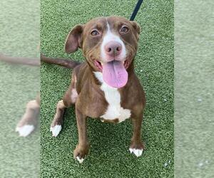 Labrador Retriever-Unknown Mix Dogs for adoption in Fayetteville, NC, USA