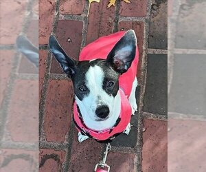 Medium Photo #1 Chiweenie Puppy For Sale in Boston, MA, USA