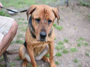 Medium Photo #1 German Shepherd Dog-Unknown Mix Puppy For Sale in Atlanta, GA, USA
