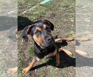 Black and Tan Coonhound Dogs for adoption in Lee's Summit, MO, USA