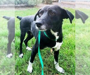 Beagle-Border Collie Mix Dogs for adoption in Griffin, GA, USA