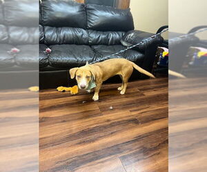 Basschshund Dogs for adoption in Mt. Laurel, NJ, USA