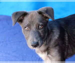 - Mix Dogs for adoption in Pasadena, CA, USA