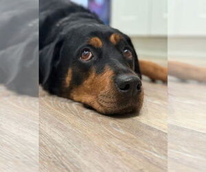 Rottweiler-Unknown Mix Dogs for adoption in New London, WI, USA