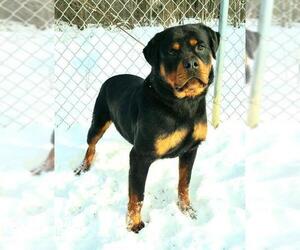 Rottweiler Dogs for adoption in Lake City, MI, USA
