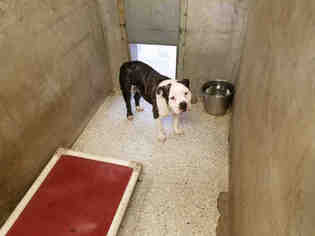 Bulldog Dogs for adoption in Lodi, CA, USA