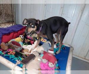 Miniature Pinscher Dogs for adoption in Iroquois, IL, USA