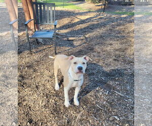 American Staffordshire Terrier-Unknown Mix Dogs for adoption in Holly Springs, NC, USA