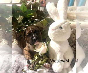Boxer Dogs for adoption in Austin, TX, USA