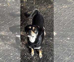 Puggle Dogs for adoption in Mouth Of Wilson, VA, USA