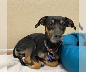 Miniature Pinscher Dogs for adoption in Tempe, AZ, USA