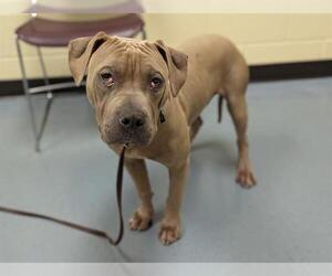American Pit Bull Terrier-Chinese Shar-Pei Mix Dogs for adoption in Denver, CO, USA