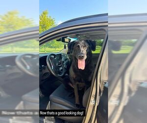 Mutt Dogs for adoption in Hinckley, IL, USA