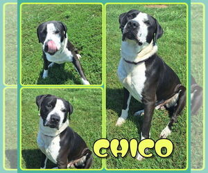 American Staffordshire Terrier-Mastiff Mix Dogs for adoption in Pierceton , IN, USA