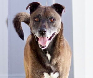 Mutt Dogs for adoption in Canton, CT, USA