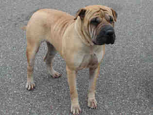 Chinese Shar-Pei Dogs for adoption in Edmond, OK, USA