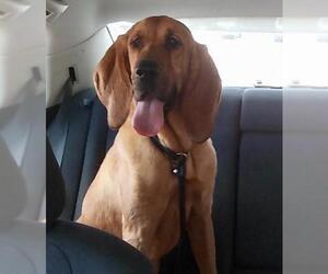 Redbone Coonhound-Unknown Mix Dogs for adoption in Warwick, RI, USA