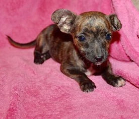 Medium Photo #1 Chihuahua-Unknown Mix Puppy For Sale in Tucson, AZ, USA