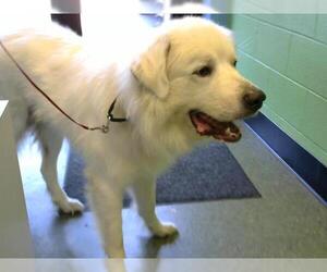 Great Pyrenees Dogs for adoption in Murfreesboro, TN, USA