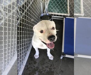 American Bandogge mastiff Dogs for adoption in Athens, TX, USA