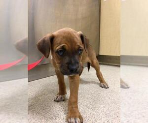 Boxer-Unknown Mix Dogs for adoption in Riverside, CA, USA