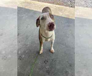 Catahoula Leopard Dog-Unknown Mix Dogs for adoption in Abbeville, LA, USA